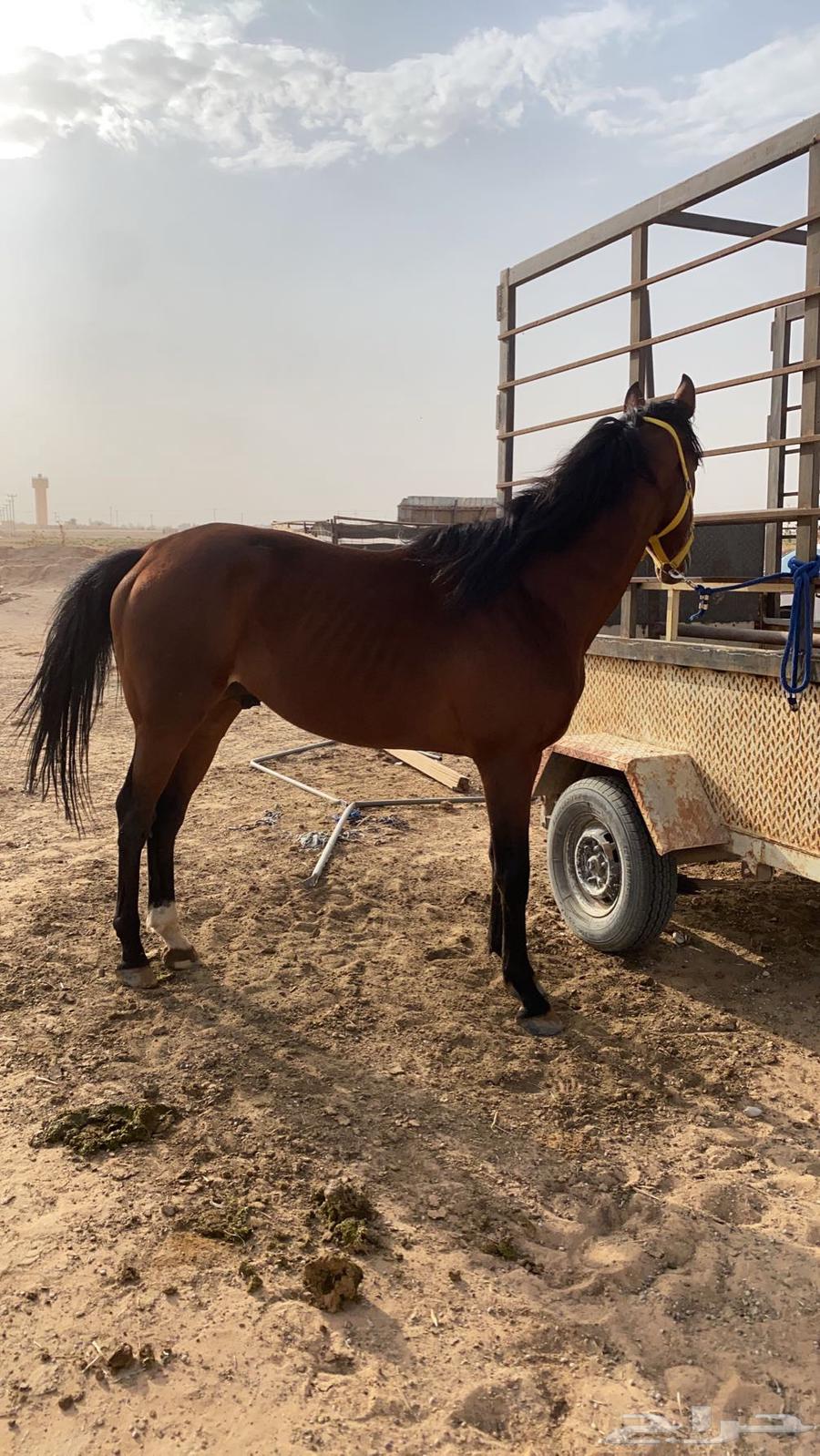 حصان انقلينزي سبوق64262020812803112