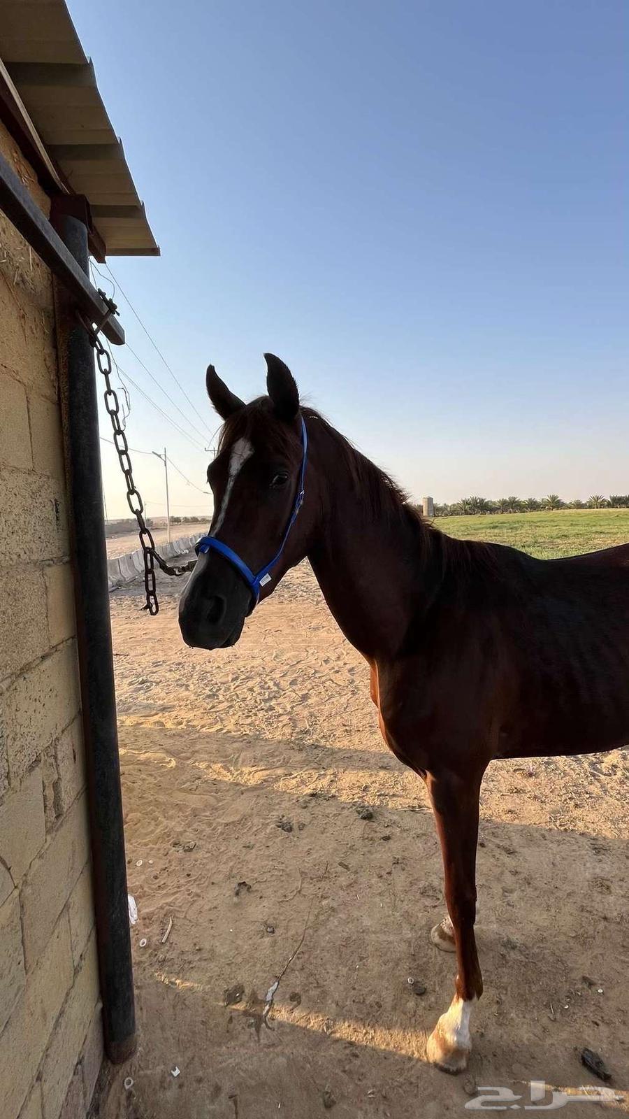 للبيع مهر شعبي64257740834817110