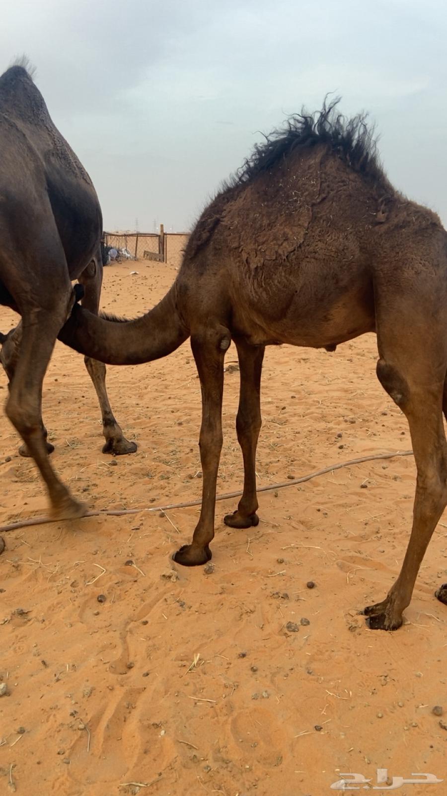 قعدان للبيع64288807215489110