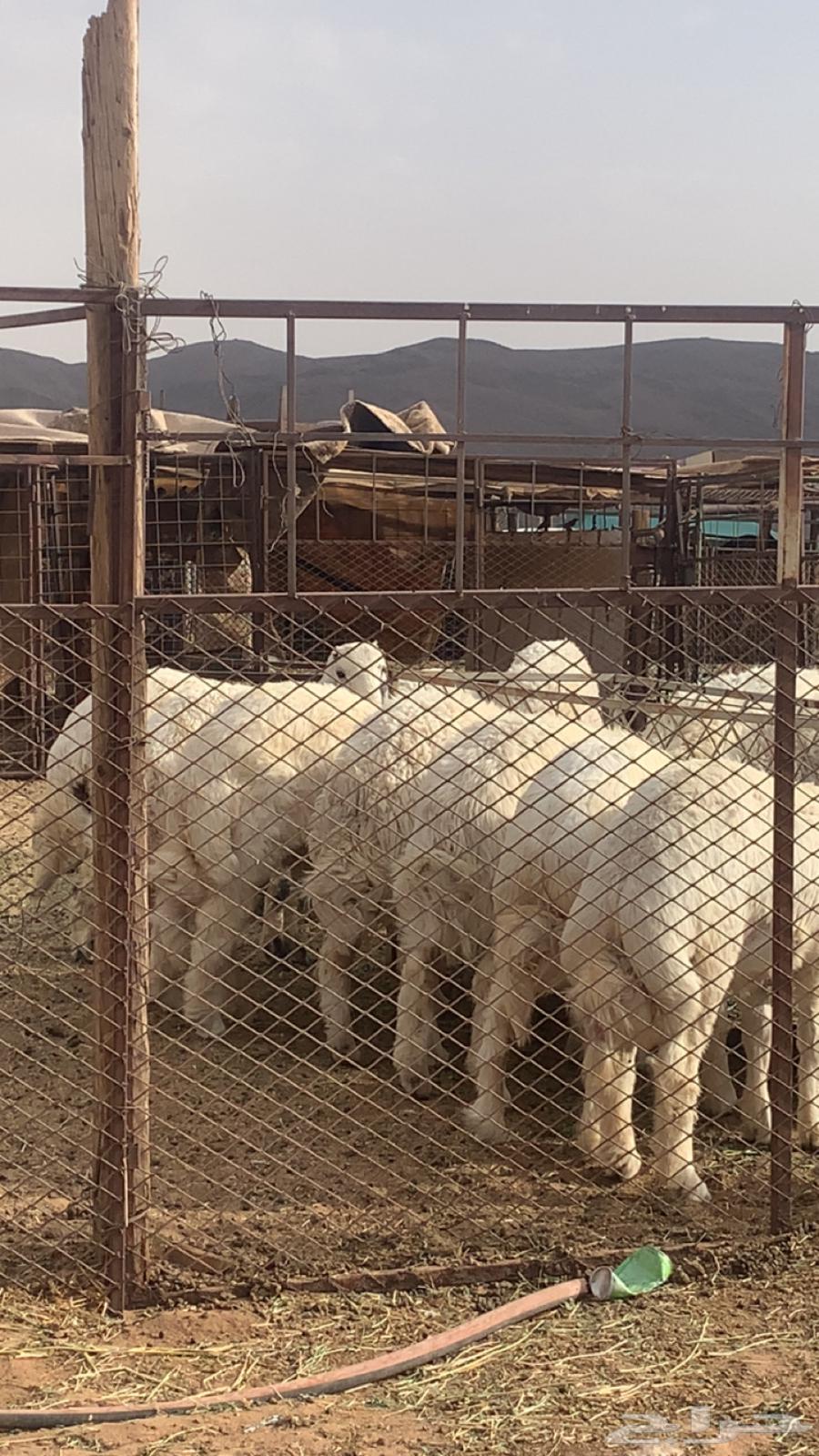 ذبايح حرية جبرة64263536350081110