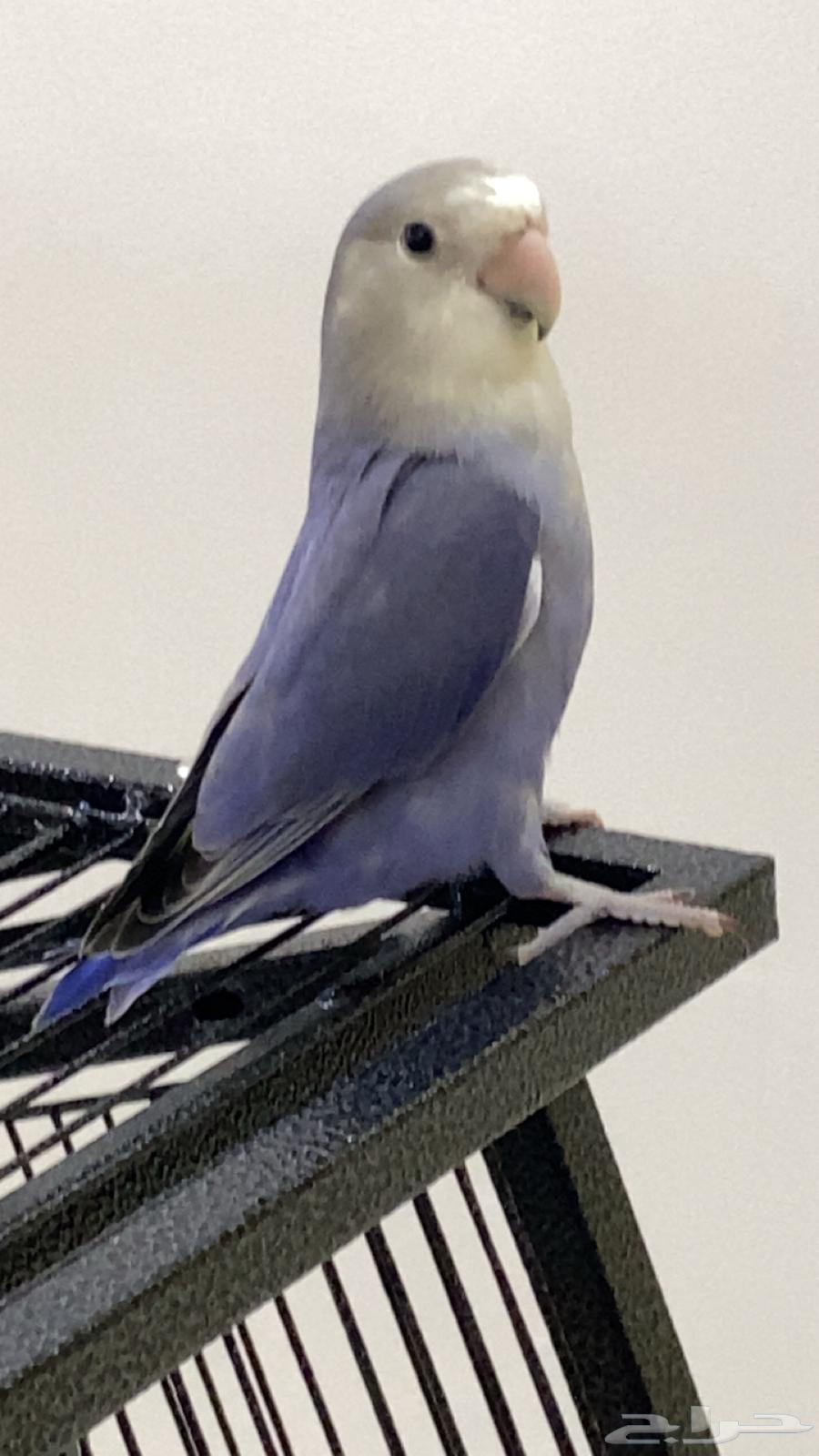 طير روز64263022341761111