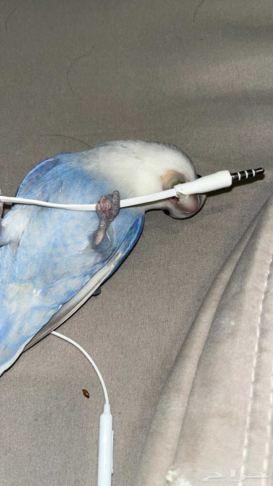 روز اليف64264293116289110