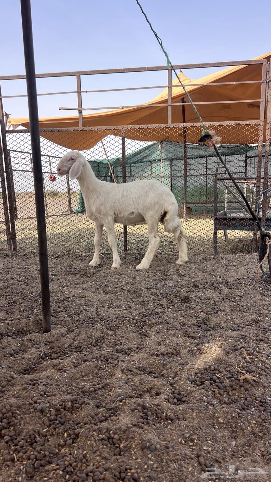 للبيع رخل64264306288642110