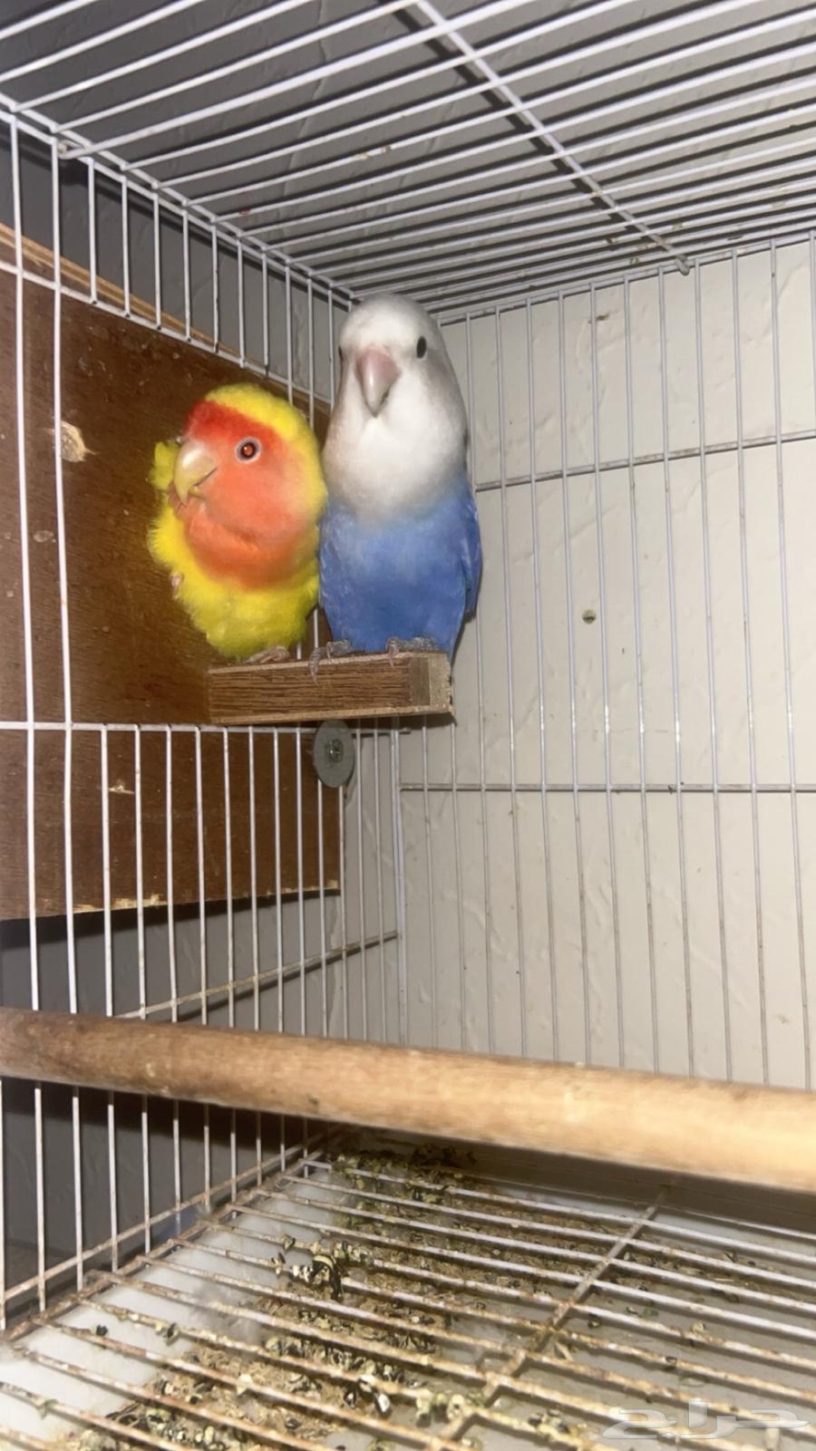 جوز روز منتج64261714192257110