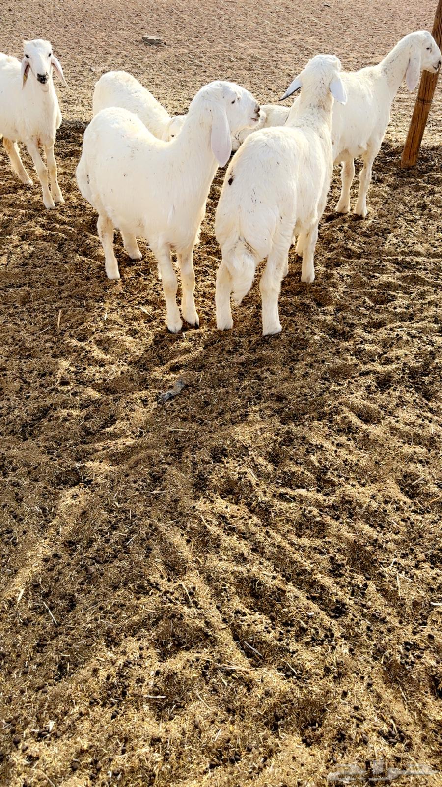 فواخر طليان حرري مربوووطه64263022481410112