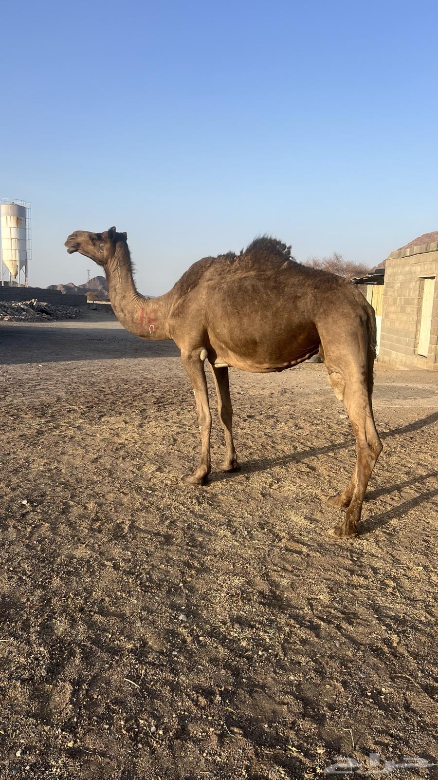 Conditional combined camel64275956035714113