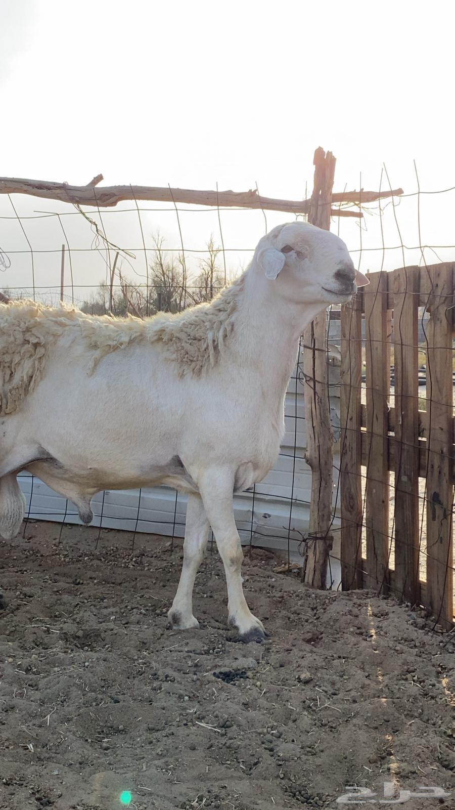 فحل حري صنف مشروط( تم البيع )64247727555203111