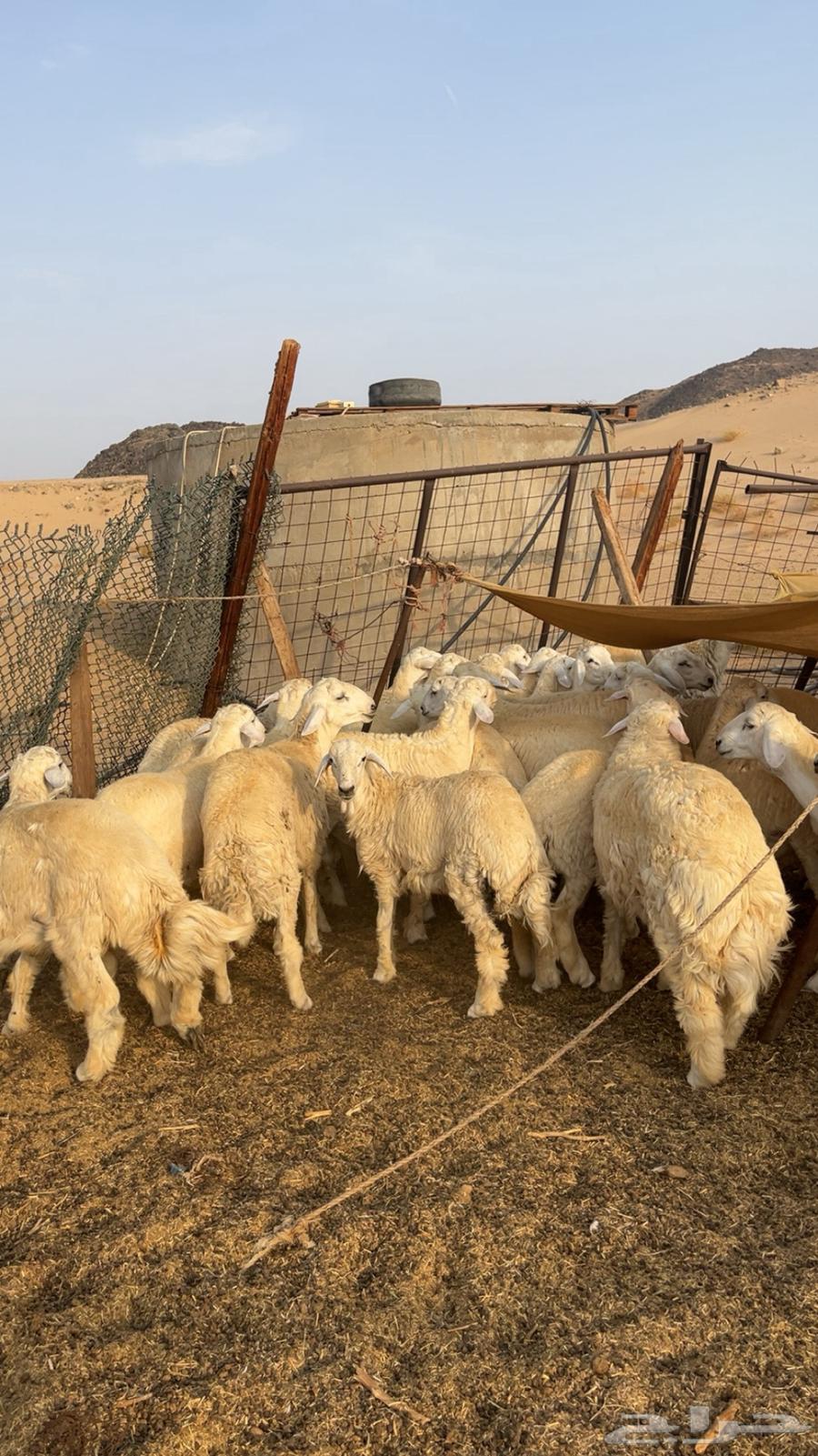 طليان حرية للبيع64258215648257114