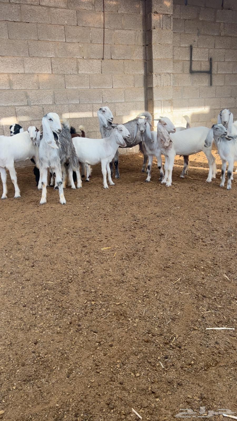 ( تم البيع ) جفار ضرايب صنف64257234393219110