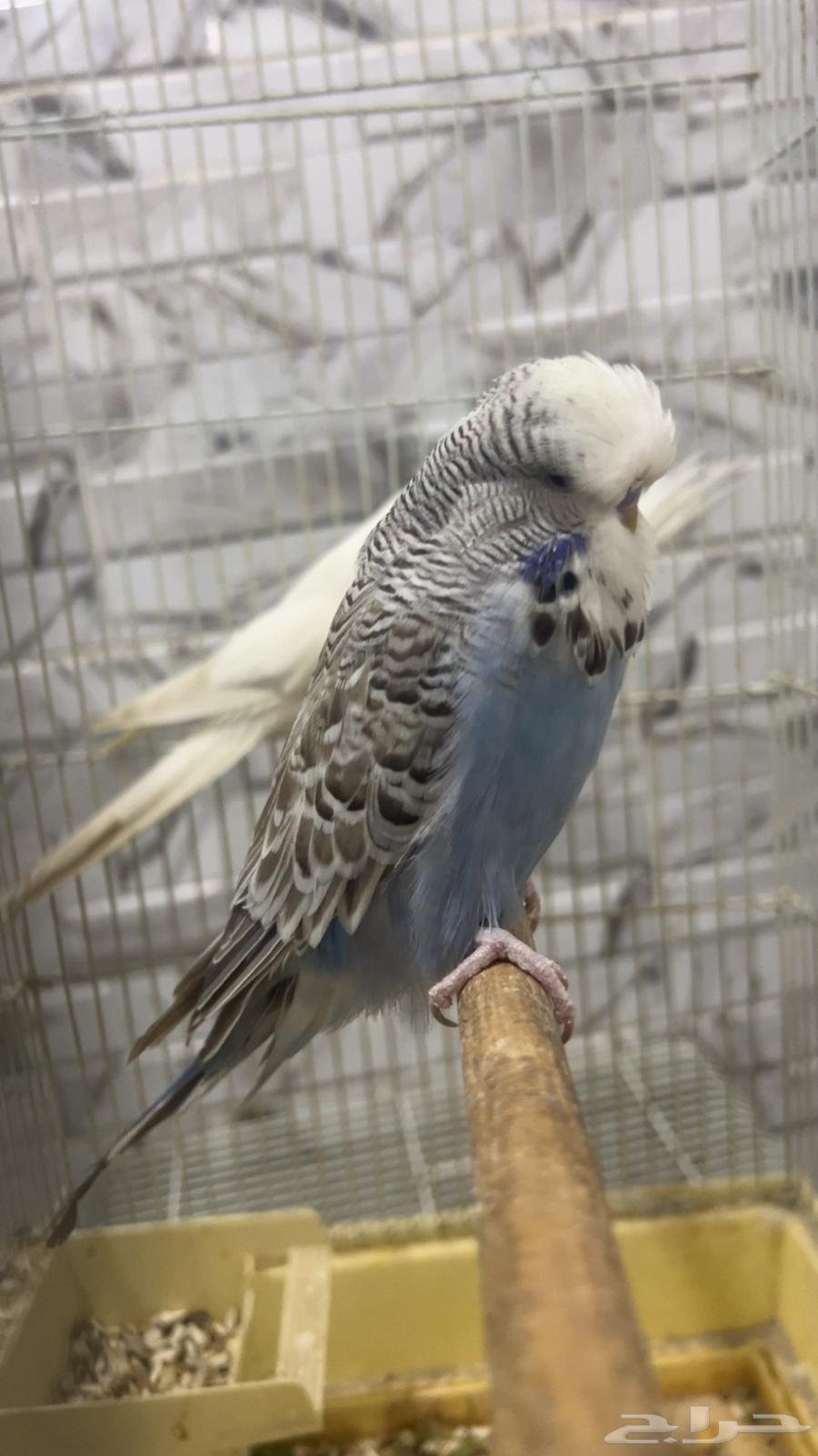 للبيع ذكر بادجي انجليزي الي توقف عليه سومه نصيبه64265760456577111