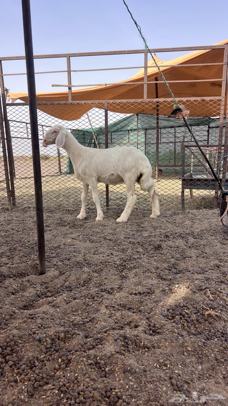 للبيع رخل64264306288642111