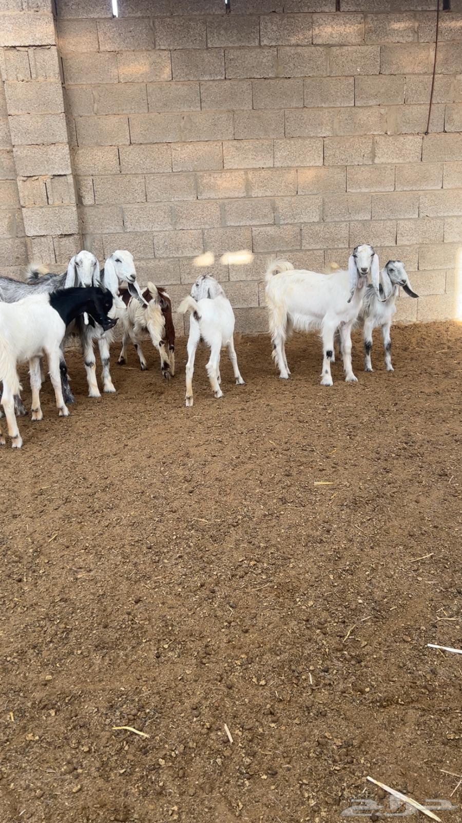 ( تم البيع ) جفار ضرايب صنف64257234393219114