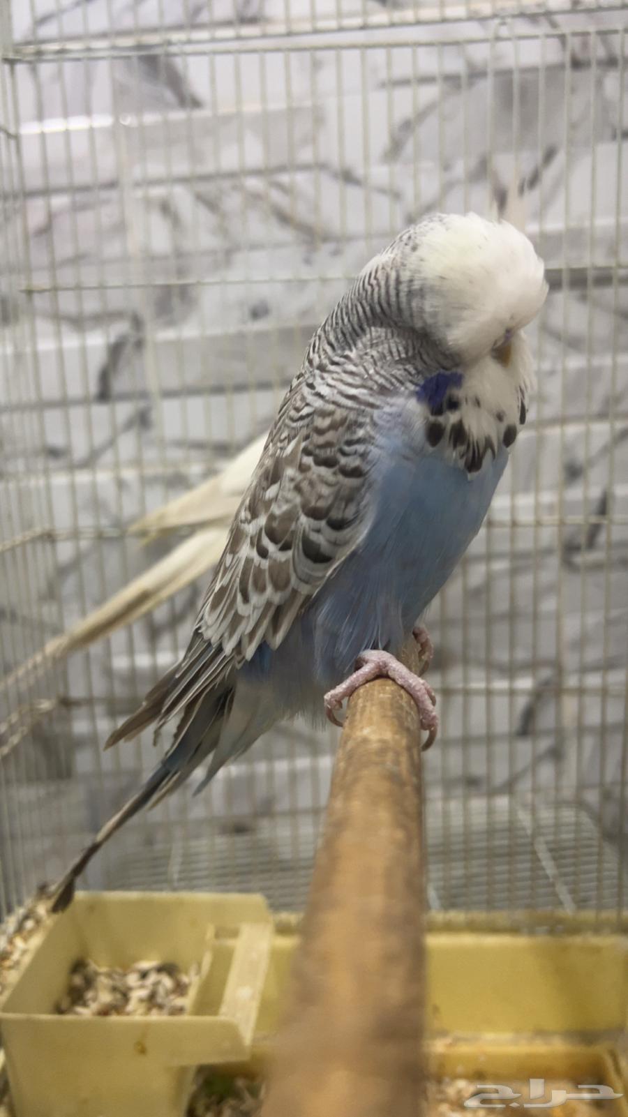 للبيع ذكر بادجي انجليزي الي توقف عليه سومه نصيبه64265760456577112