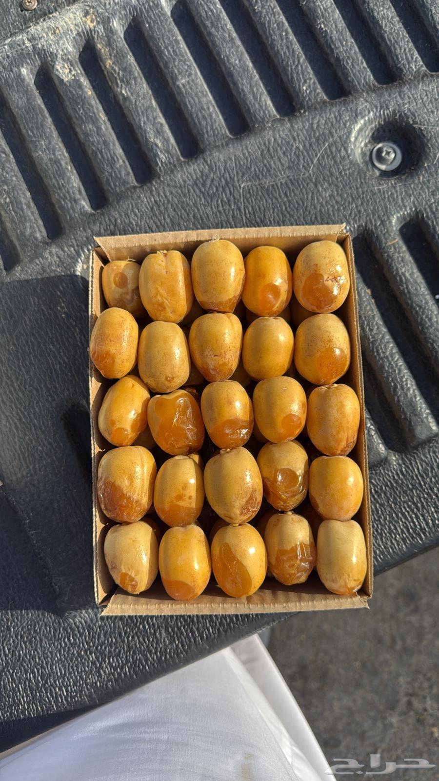 سلاطين خراف اليوم64270653017090111