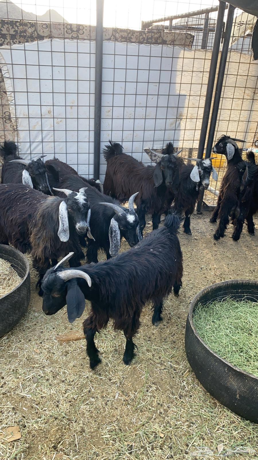 تيوس للبيع64256924717953113