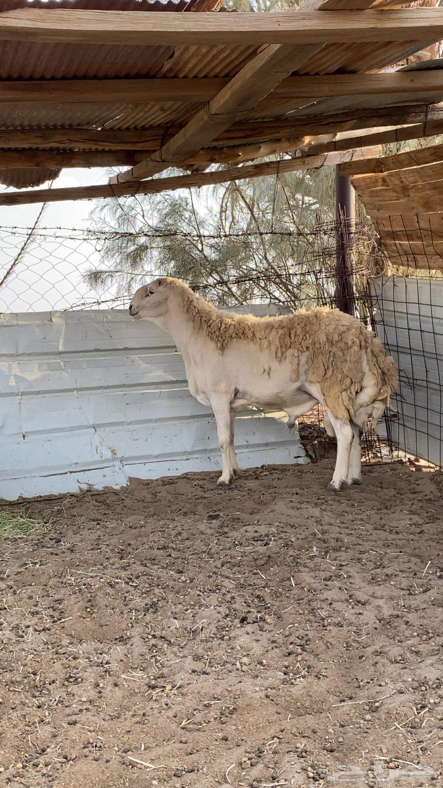 فحل حري صنف مشروط( تم البيع )64247727555203112