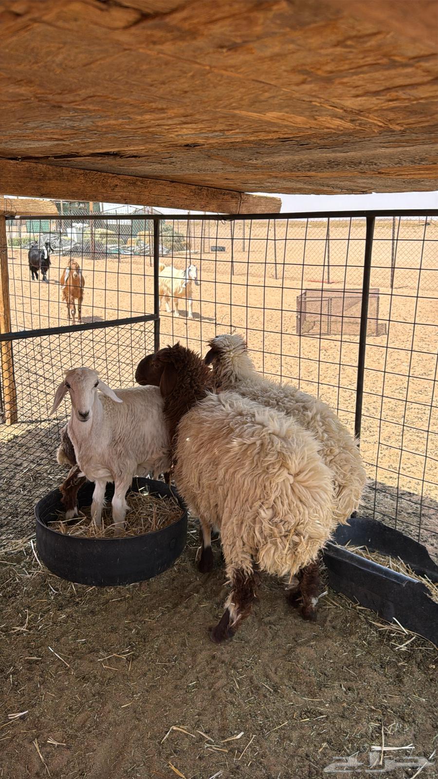 Rukhla Naaim Juthat64263909811457112