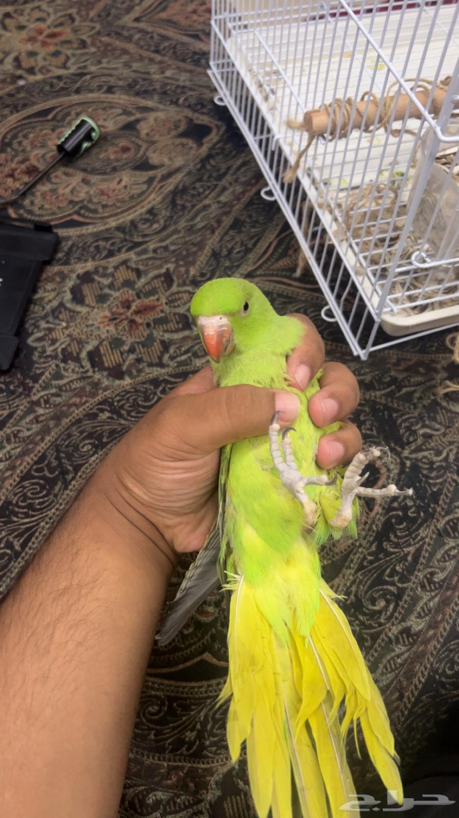 فرخ ببغاء دره توه مفطوم اليف ويطلع على اليد ومعه اغراضه64257070939905111