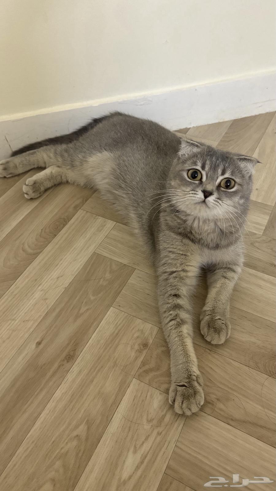 سكوتش فولد بريتش للبيع64263378679171112