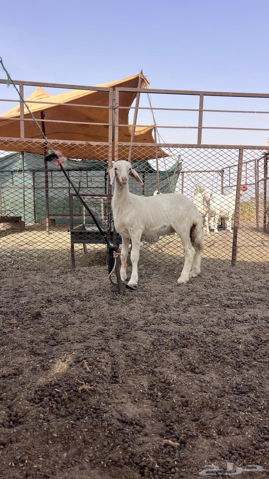 للبيع رخل64264306288642112