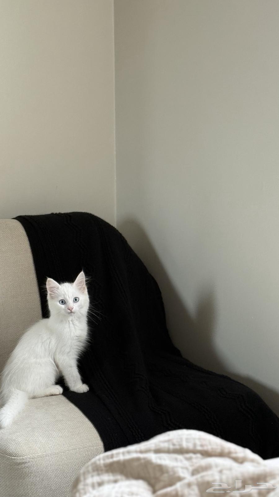 قطه للبيع على السوم معها أغراض64266487756290111