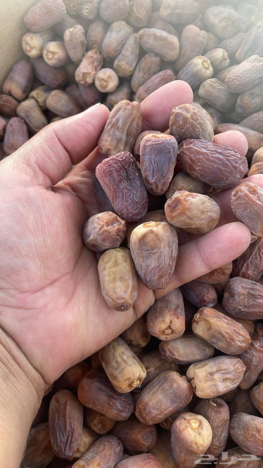 تمر للبيع جديد انتاج السنه64262195420034113