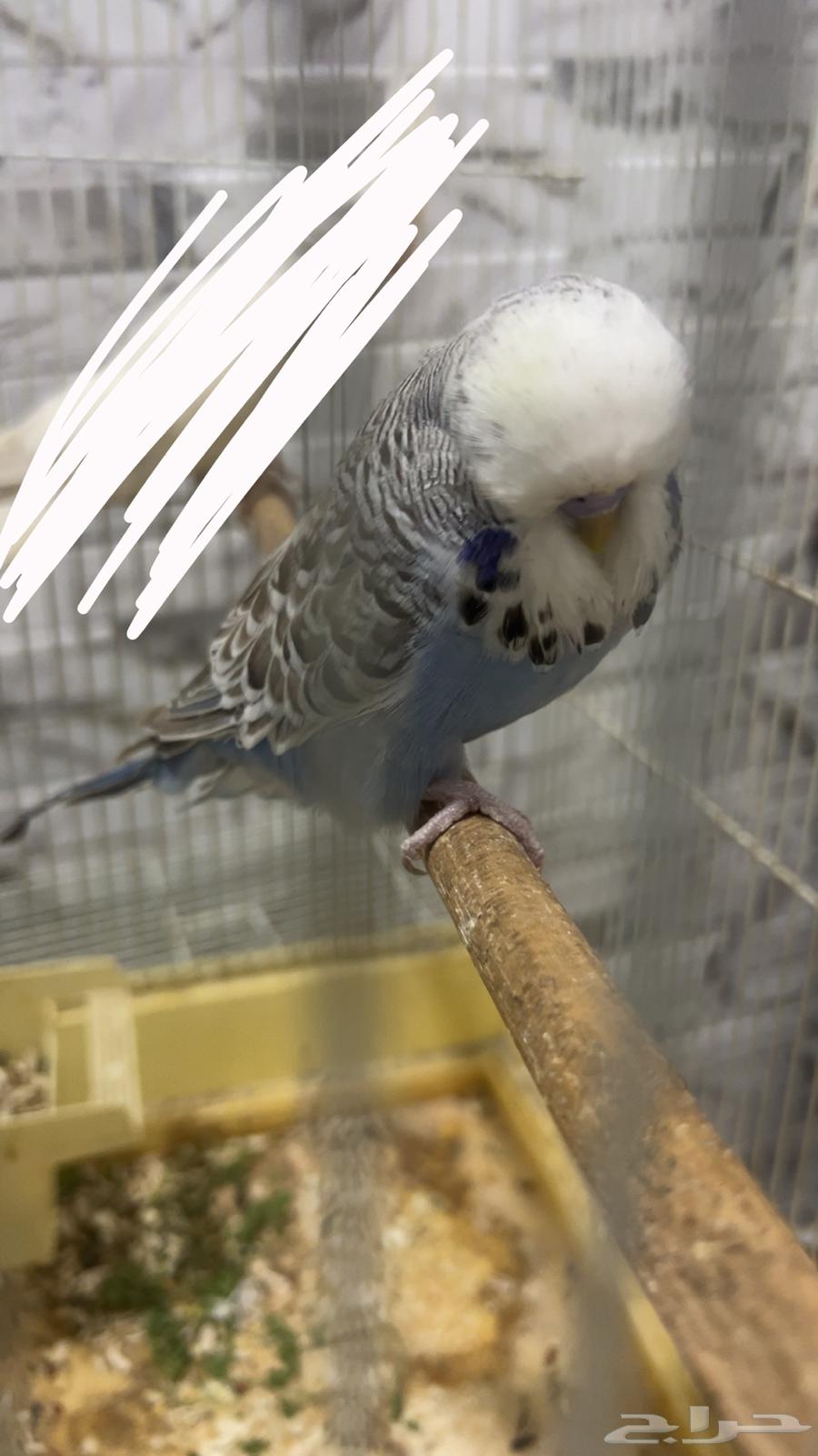 للبيع ذكر بادجي انجليزي الي توقف عليه سومه نصيبه64265760456577110