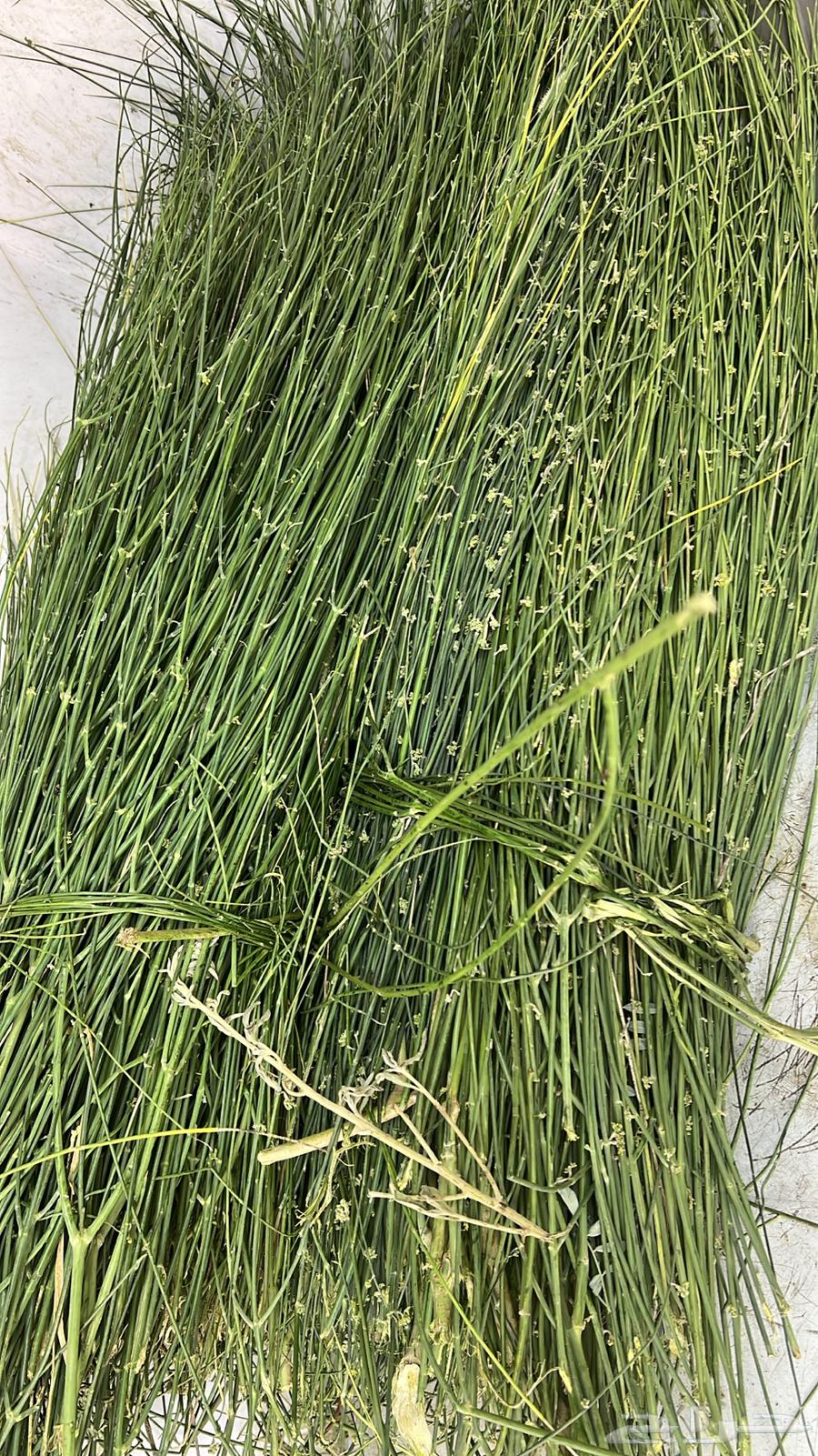 مرخ جنوبي طازج أخضر وطري64264611613442111