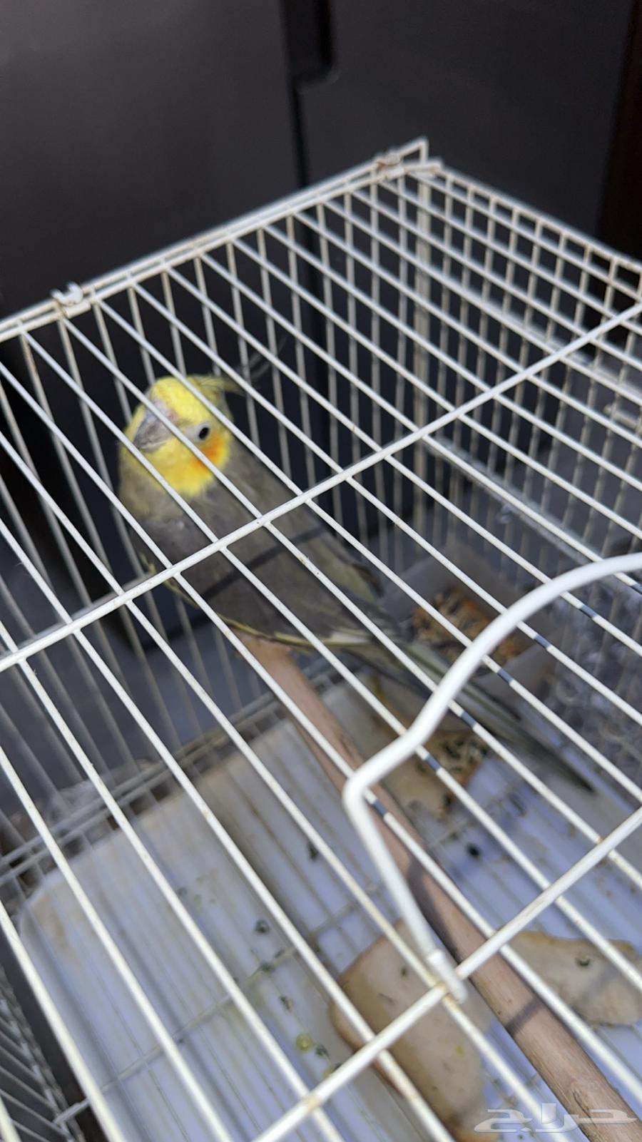 كروان للبيع64262021006722110