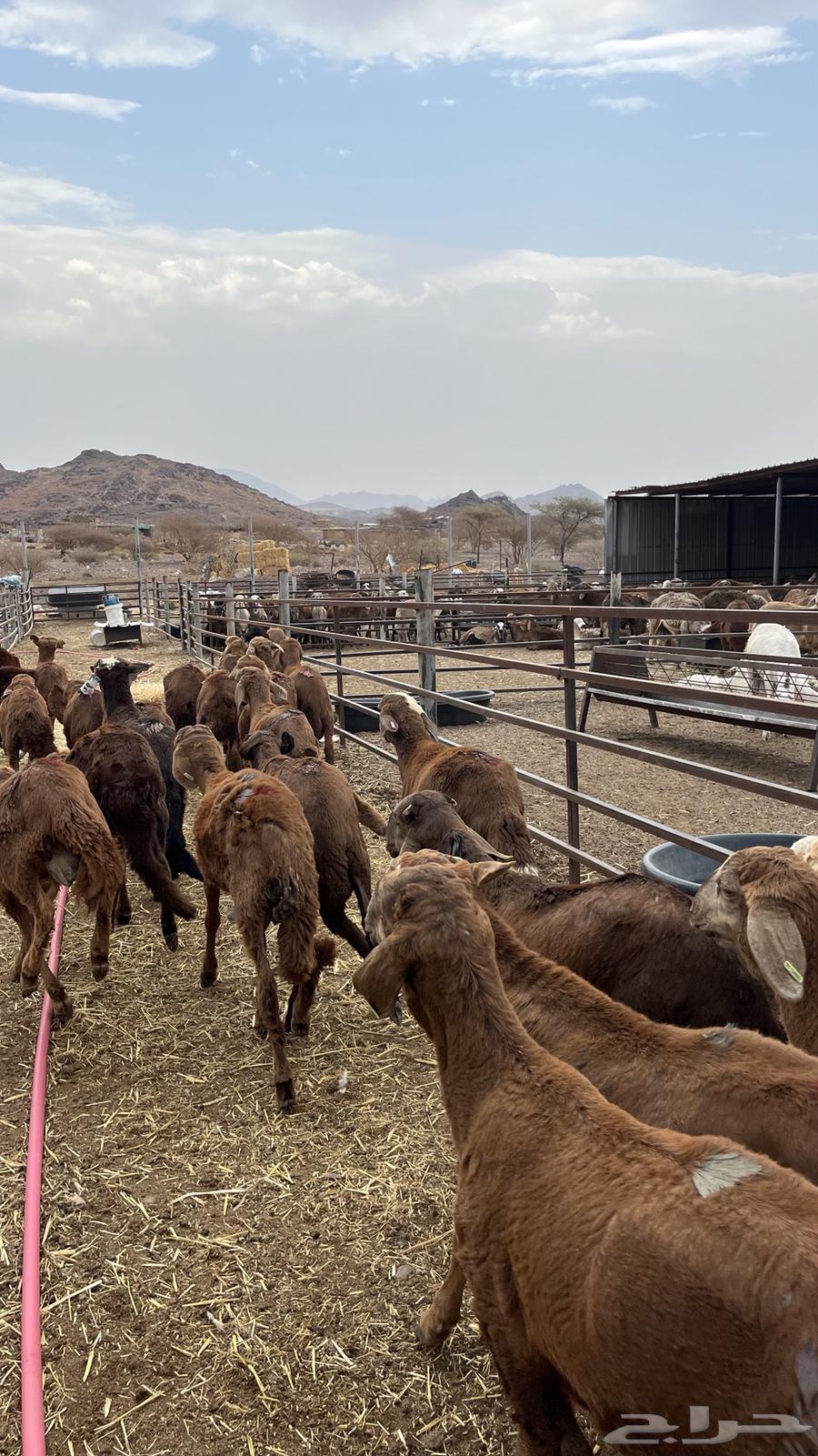 Italian Suanaki lambs, red ones you shouldn't miss, people of64274951599233113