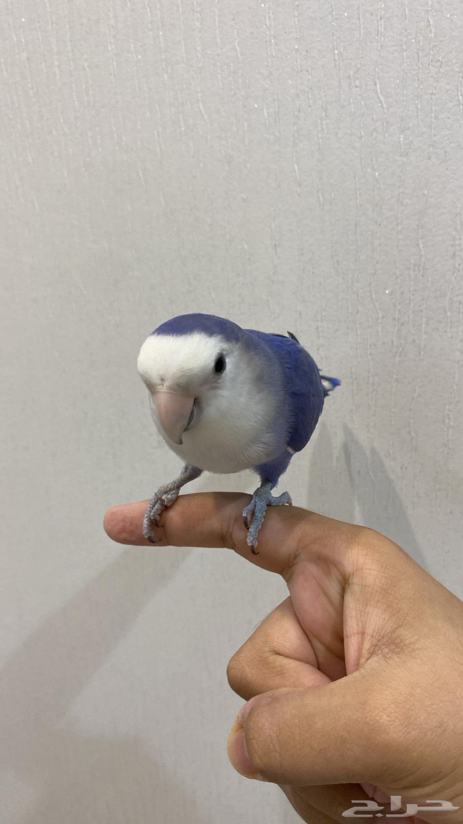 زوج روز للبيع.64273166407297113