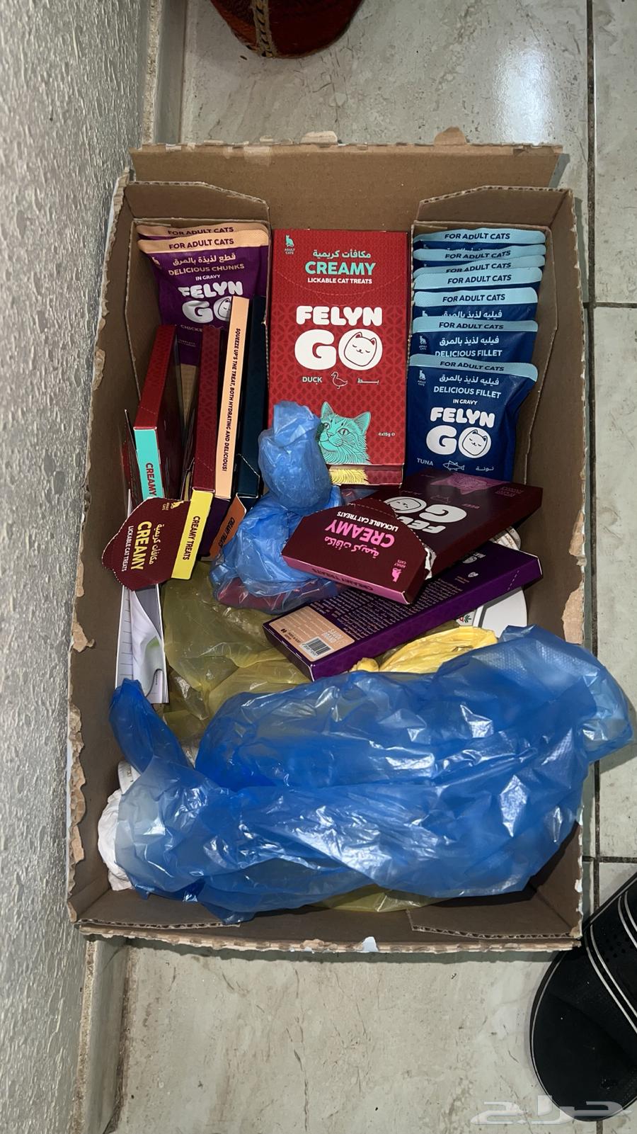 Female kitten, approximately two and a half months old, healthy and playful, Scottish Straight64257225020034112