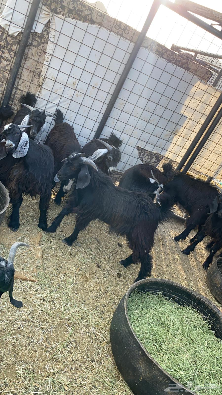 تيوس للبيع64256924717953111