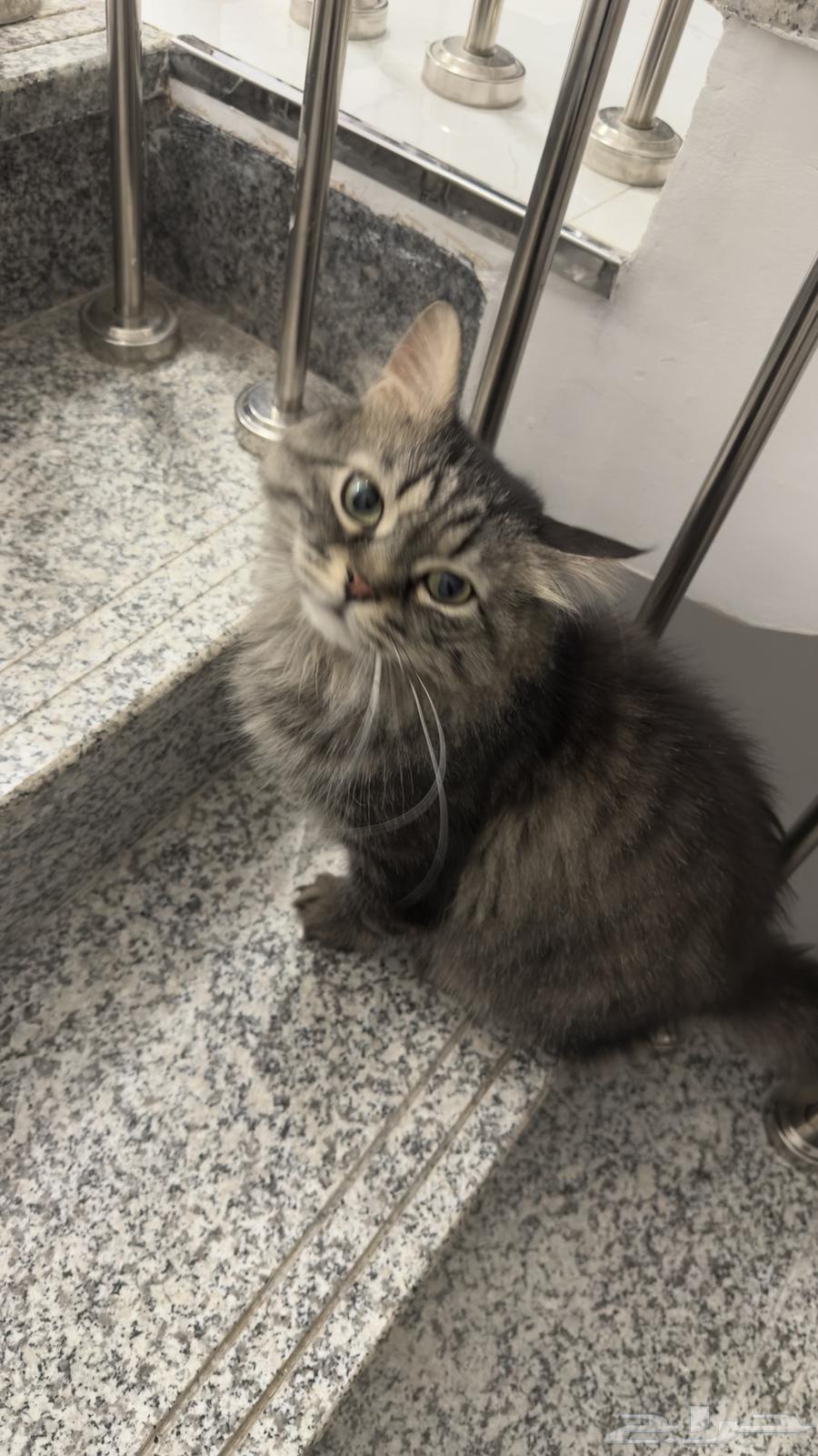 قط للبيع64257754373889110