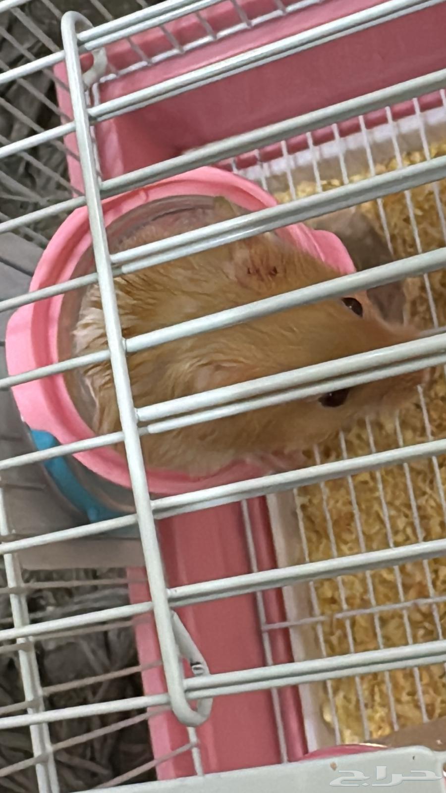 Hamster64260028256513111