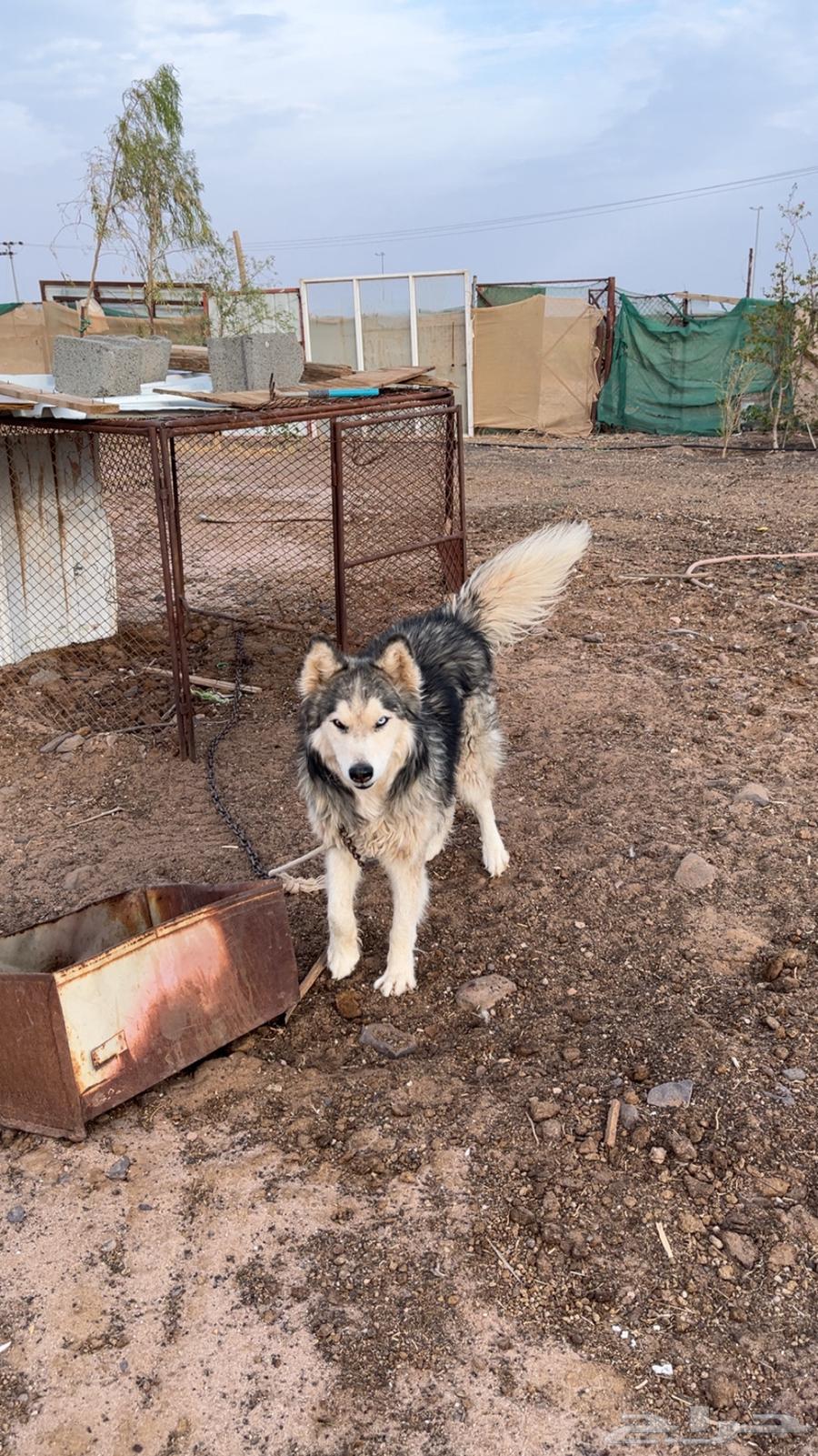 كلب هاسكي (اعزكم الله) للبيع بدون جواز و بدون اوراق64273675014531111