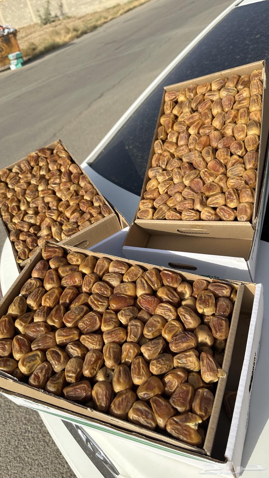 Sukkari Dates64259463204353113