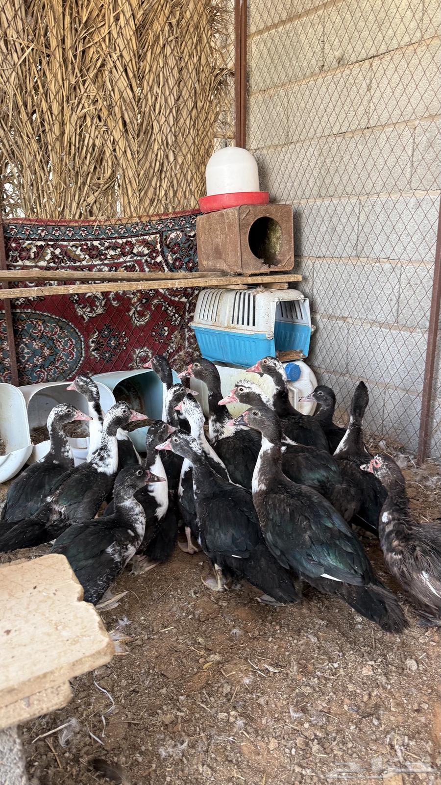 للبيع بط64262851763587110