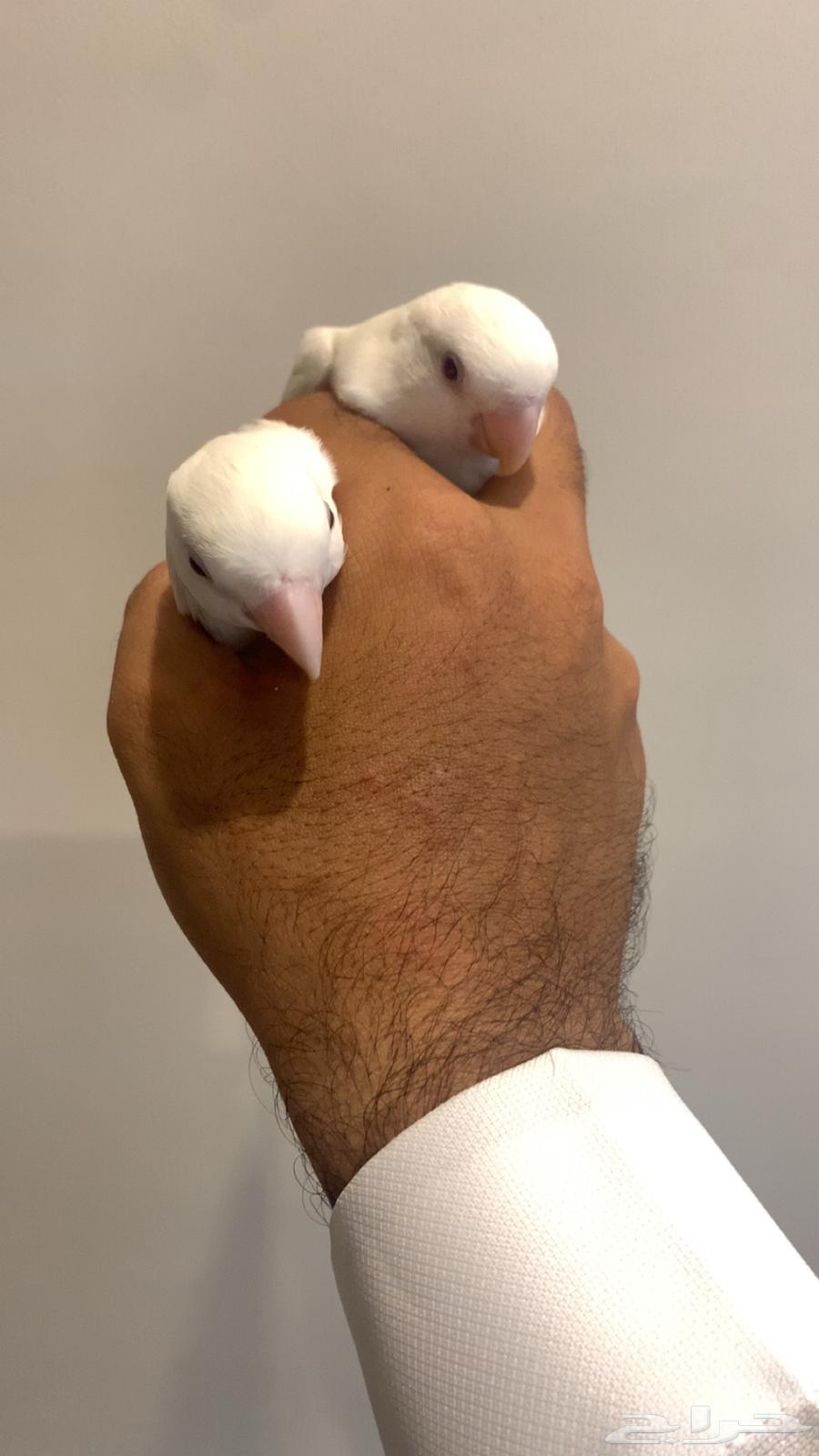 زوج روز البينو اليفين للبيع64261703199363111