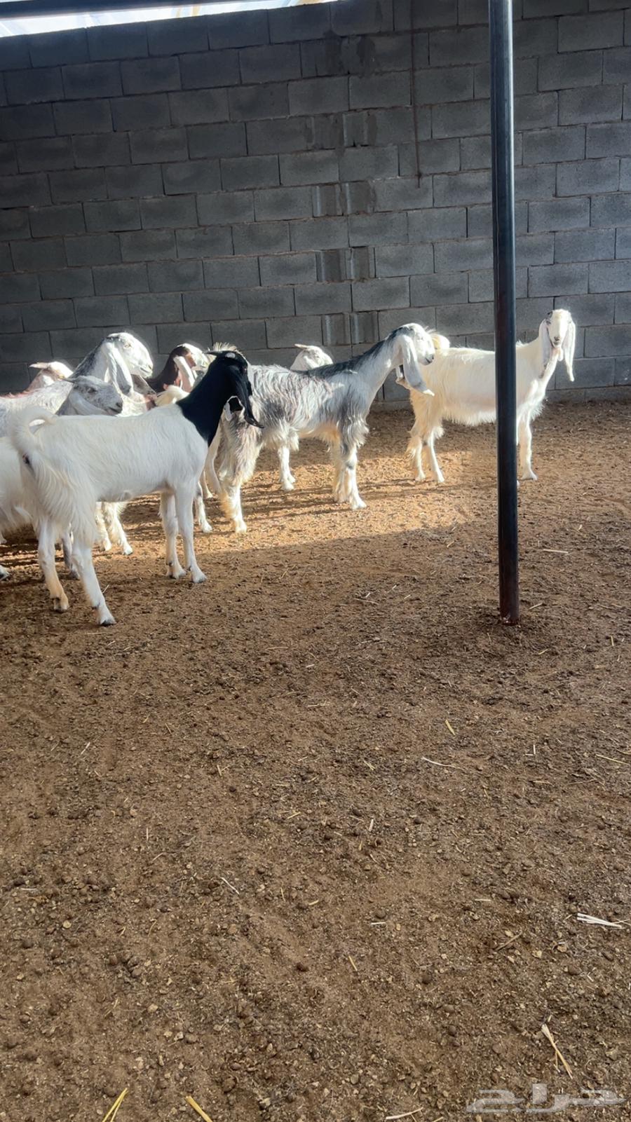 ( تم البيع ) جفار ضرايب صنف64257234393219113