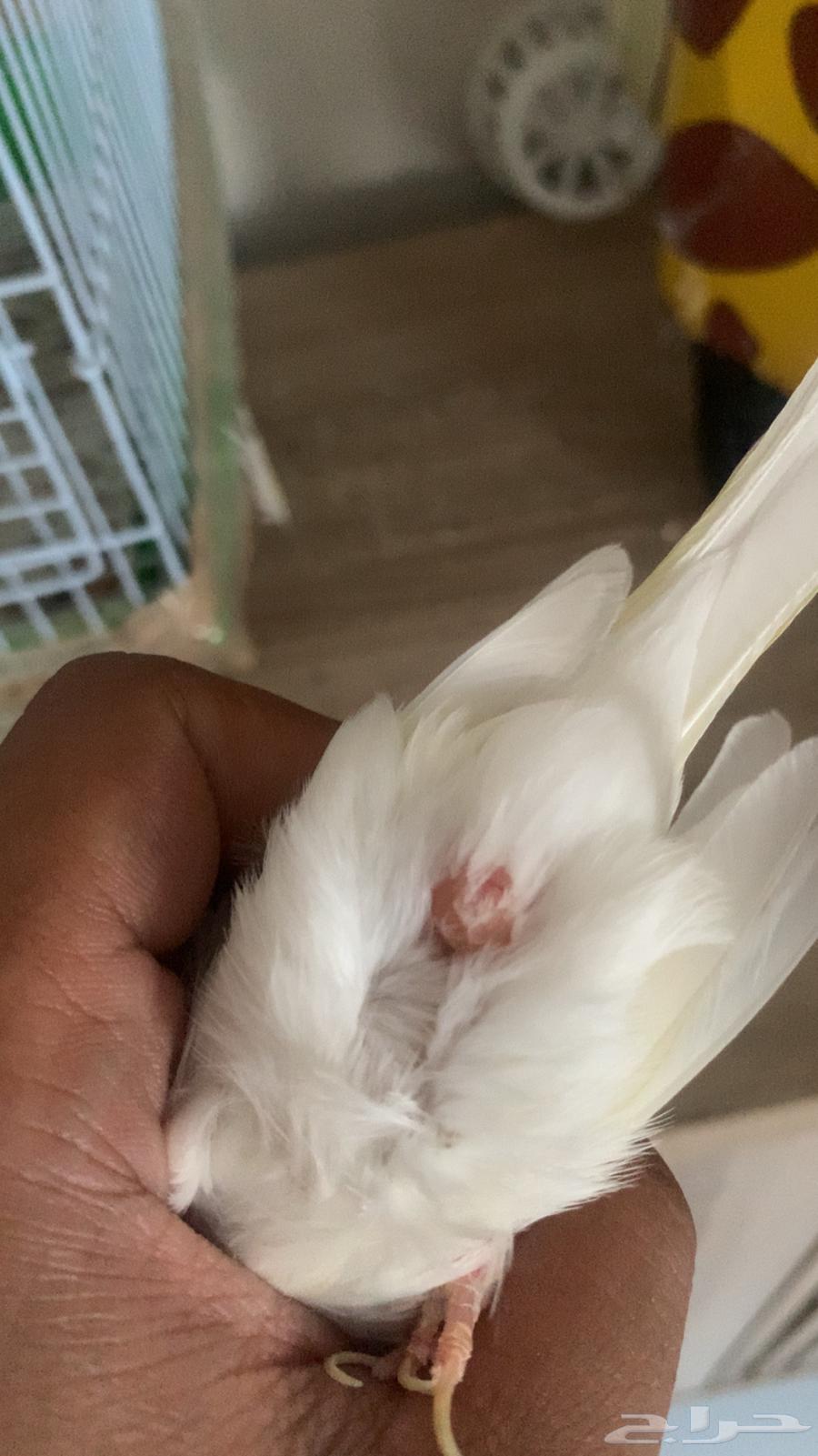 كناري ابيض64269980681474110