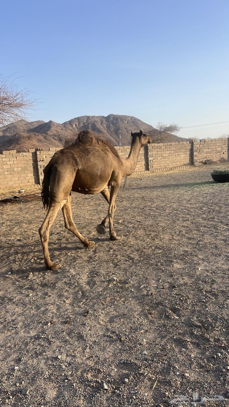 Conditional combined camel64275956035714112