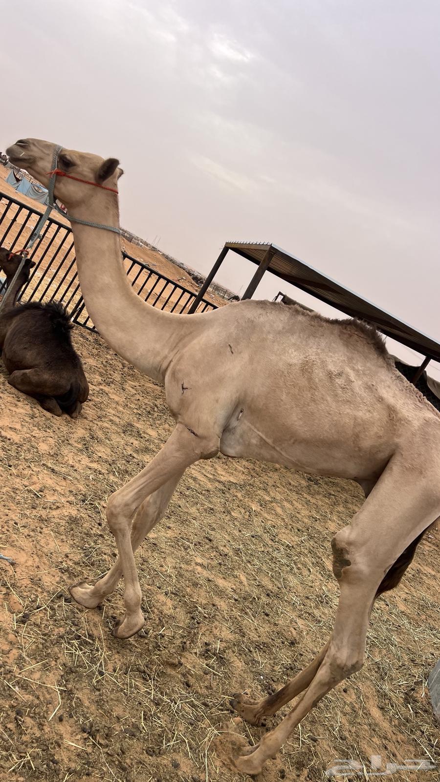 للبيع قعود مفرود64271009900802111