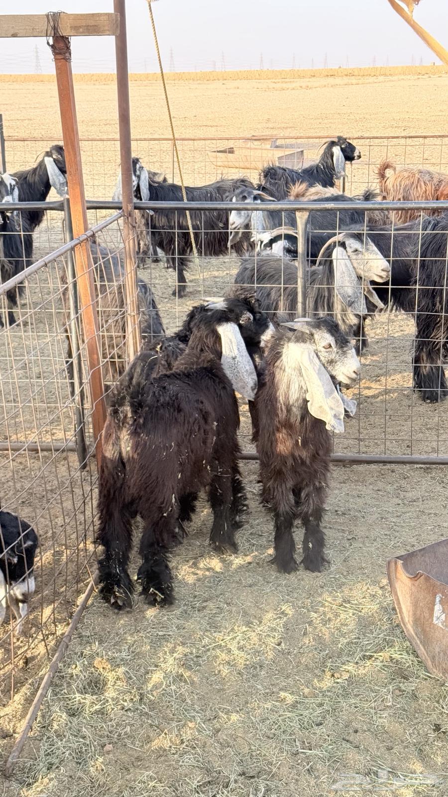 تيوس للبيع64291309350403112