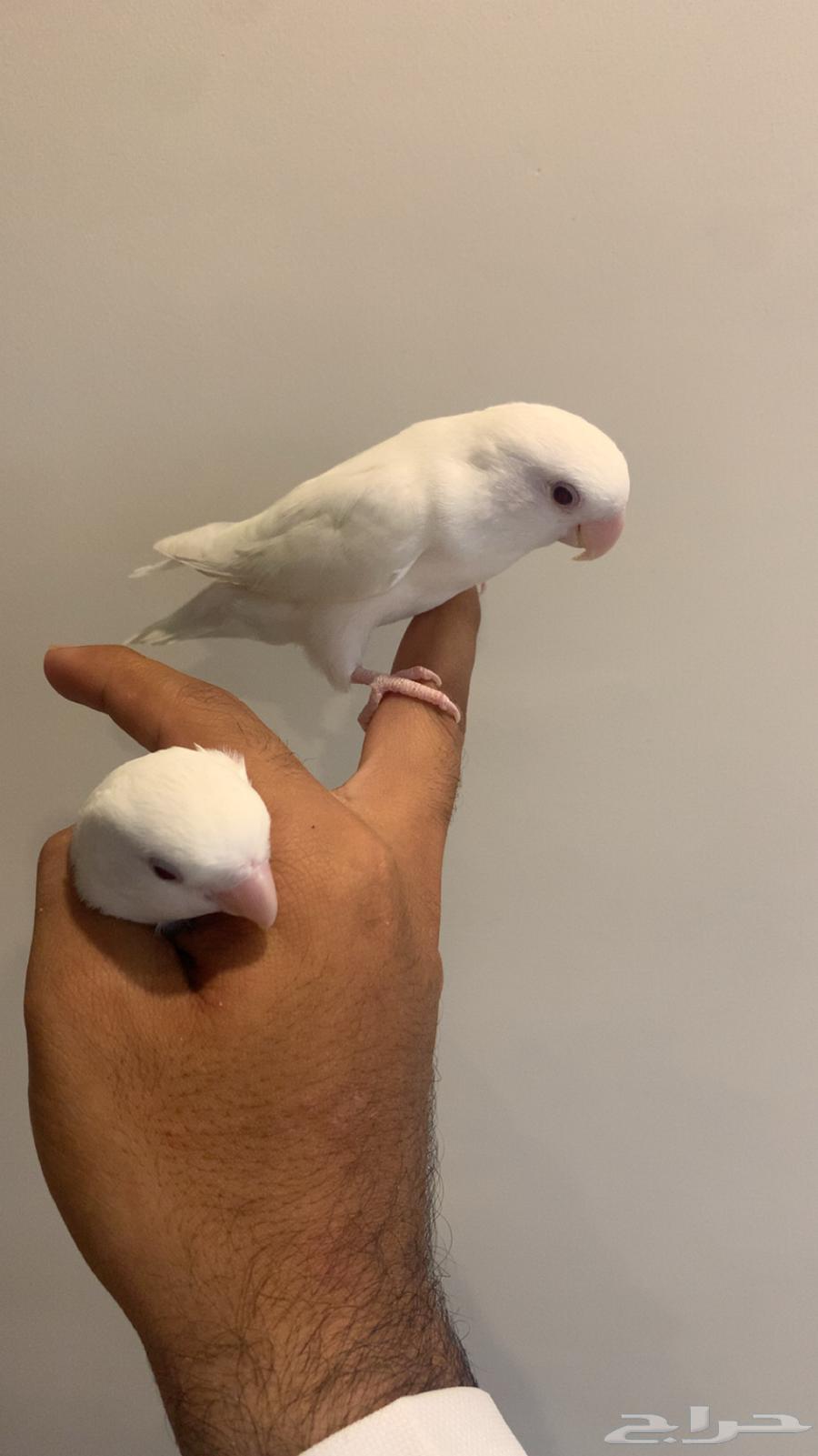 زوج روز البينو اليفين للبيع64261703199363112