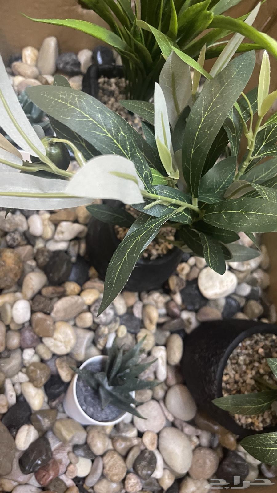 حجر زينه جديد64267891448962111