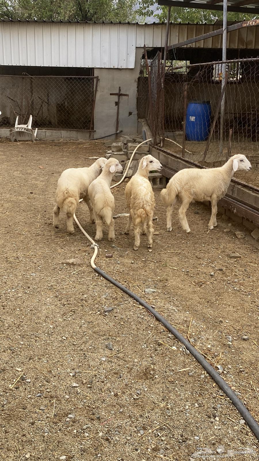 ((( تم البيع))) خرفان ورخل.ذبايح ثلاجة64271984234753111