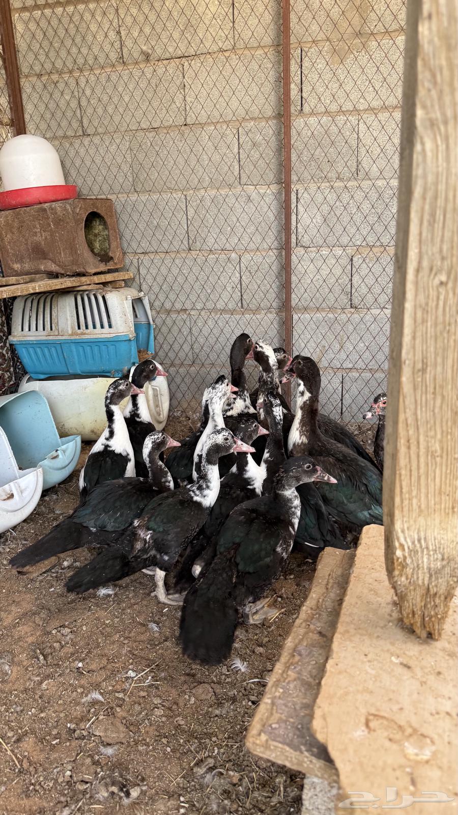 للبيع بط64262851763587111