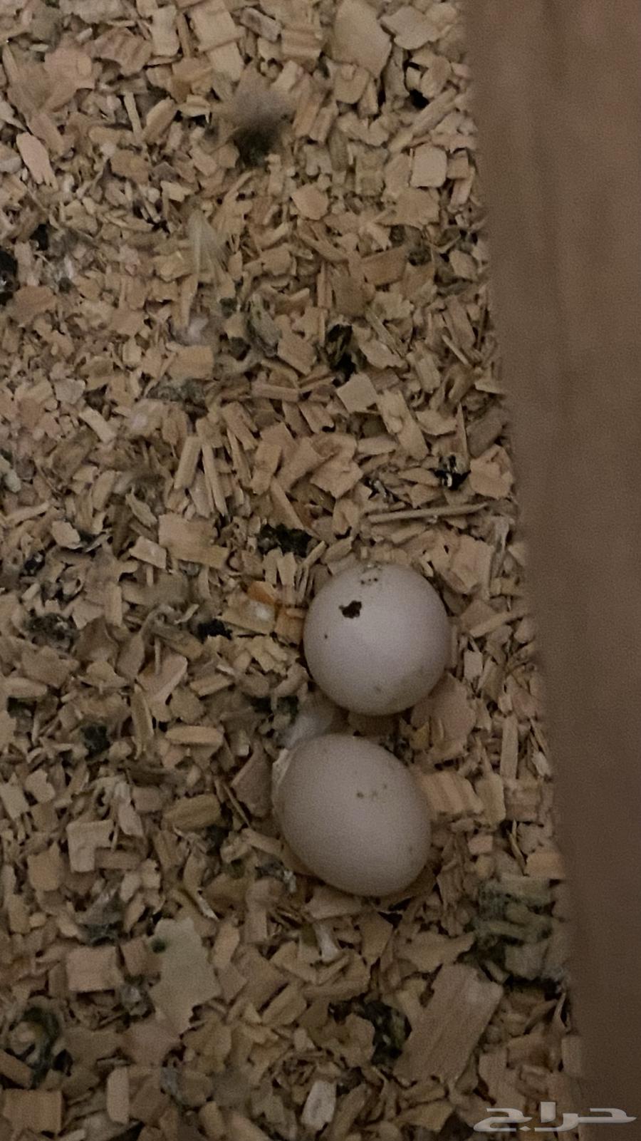 كروان زوج للبيع64273523861121113