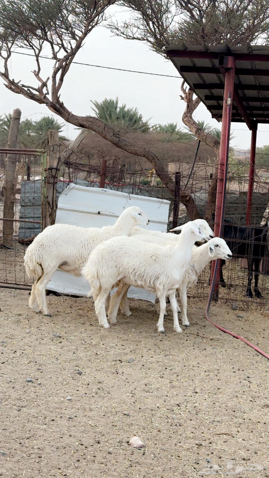 رخال صنف للبيع64271956518787111